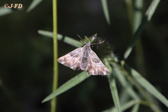 Muschampia floccifera
