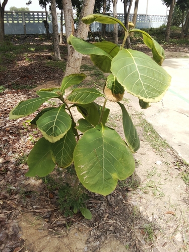 Teak