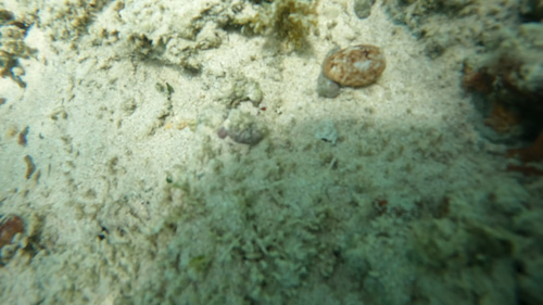 Bulla vernicosa observed 2026-07-16