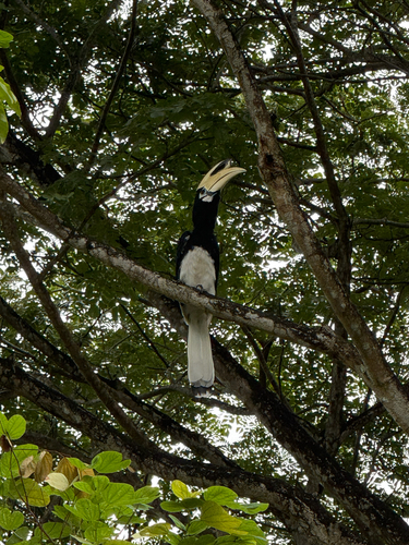 Oriental Pied Hornbill