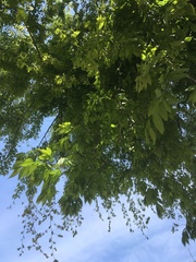 Celtis sinensis