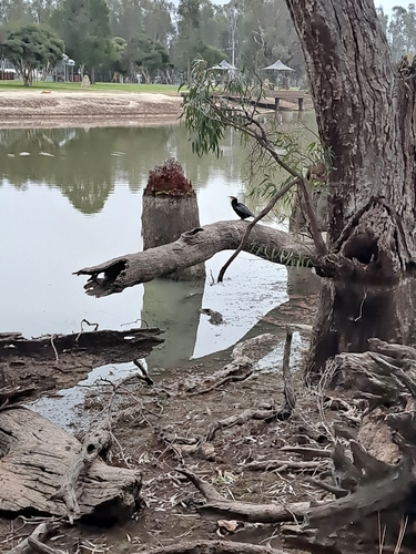 Australasian Darter
