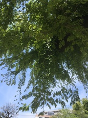 Celtis sinensis