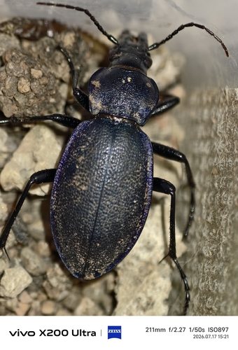 Carabus azrael