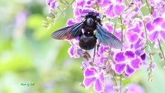 Xylocopa nasalis