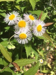 Erigeron philadelphicus