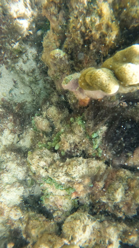 Caulerpa racemosa observed 2026-07-16