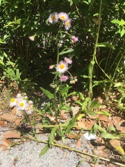 Erigeron philadelphicus