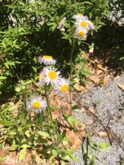 Erigeron philadelphicus