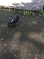 Columba livia domestica
