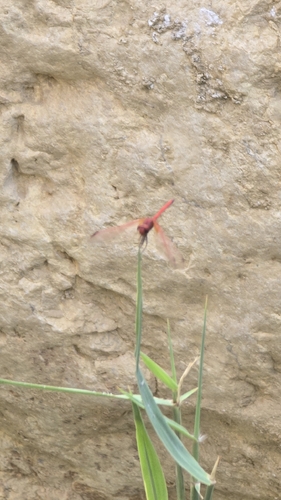 Red-veined Dropwing