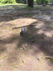 Columba livia domestica