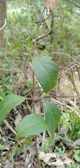 Ichnocarpus frutescens