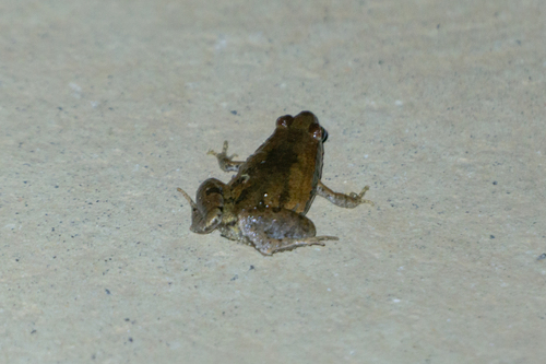 East Asian Ornate Chorus Frog