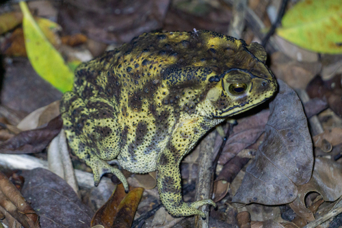 Asian Common Toad