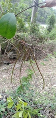 Ichnocarpus frutescens