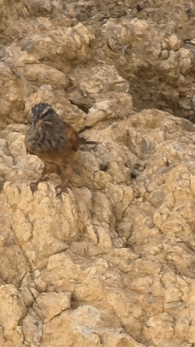House Bunting
