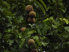 Bertholletia excelsa