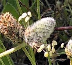 Plantago lagopus