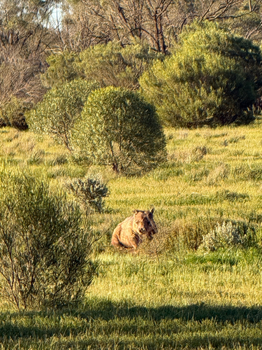 Southern Hairy-nosed Wombat