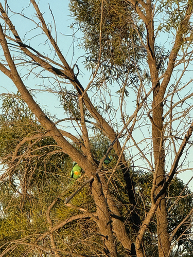 Australian Ringneck