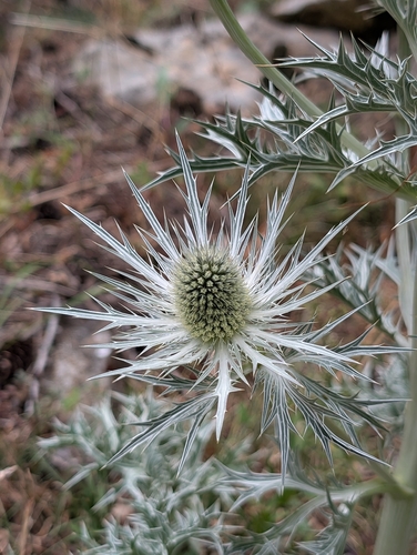 Eryngium spinalba, photograph 1