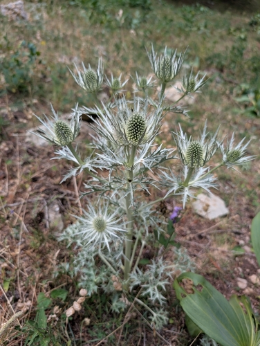 Eryngium spinalba, photograph 2