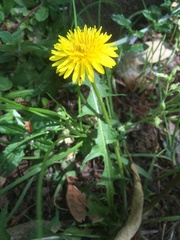Taraxacum officinale