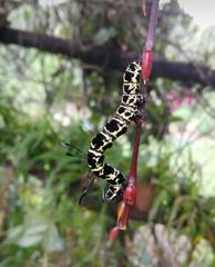 Tinolius eburneigutta