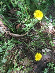 Taraxacum officinale