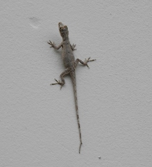 Anolis ortonii