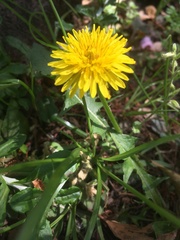 Taraxacum officinale