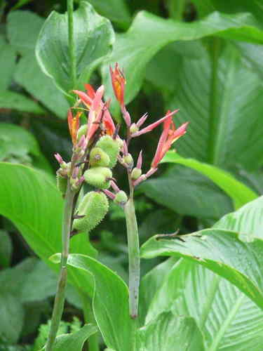 Canna indica image