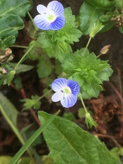 Veronica persica