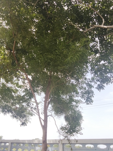 Neem