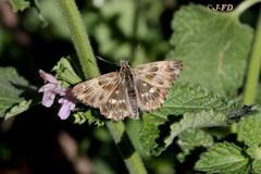 Muschampia floccifera