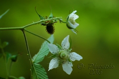 Rubus sumatranus