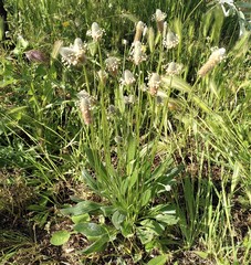 Plantago lagopus