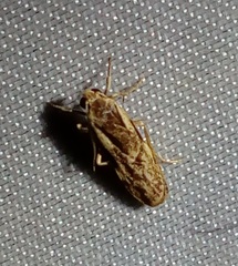 Parapelosia grisescens