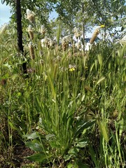 Plantago lagopus