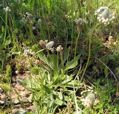 Plantago lagopus