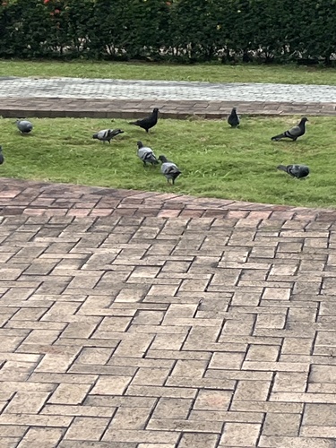 Feral Pigeon