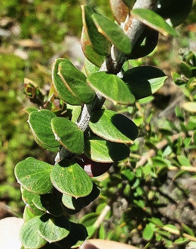 Platysace lanceolata observed 2026-07-13