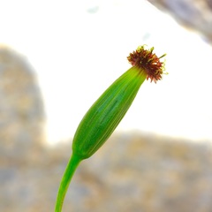 Porophyllum ruderale, photograph (c) Michelle W. （鍾偉瑋）, some rights reserved (CC BY)