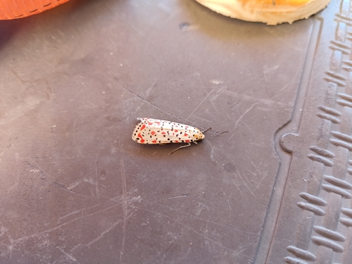 Crimson-speckled Flunkey