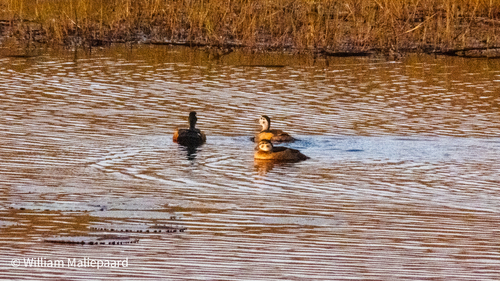 iNaturalist image