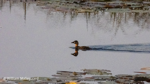 iNaturalist image