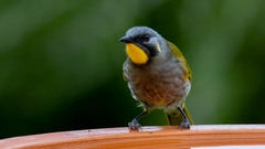 Nesoptilotis flavicollis