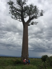 Adansonia