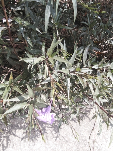 Mexican Ruellia